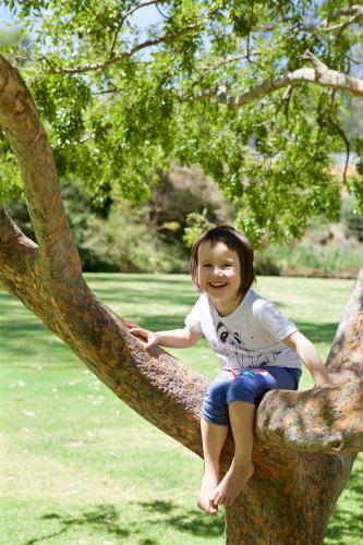 Girl climbing and sitting in a tree in a park - Australian Stock Image