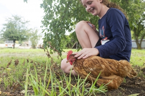 Girl patting chicken in backyard - Australian Stock Image