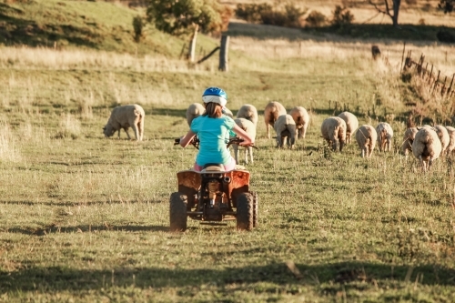 Girl riding quad bike on farm property rounding up sheep - Australian Stock Image