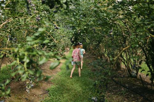 Girls walking through trees picking blueberries - Australian Stock Image