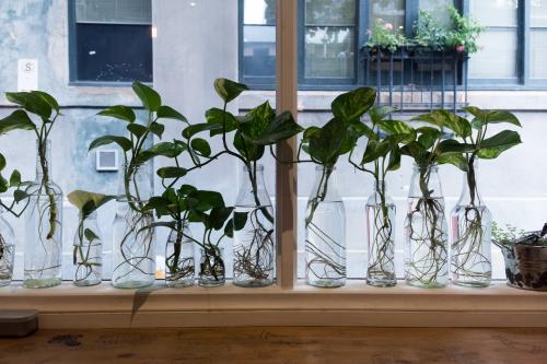 Glass bottles with plants - Australian Stock Image