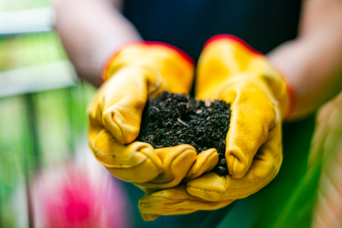 Gloved hands cradle dark soil, highlighting rich soil and nature - Australian Stock Image