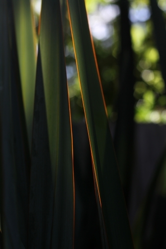 Glowing edges on flax leaves - Australian Stock Image