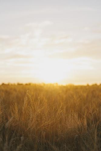 Glowing wheat stalks in the field with sun setting in the background - Australian Stock Image