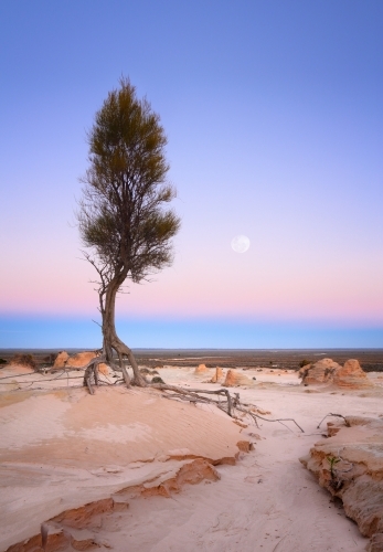 Gnarly tree roots search for water in the barren desert of outback as the moon sets - Australian Stock Image