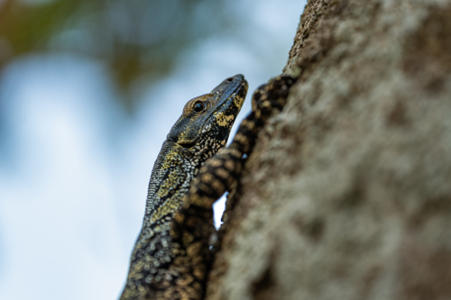 Goanna climbing a tree - Australian Stock Image