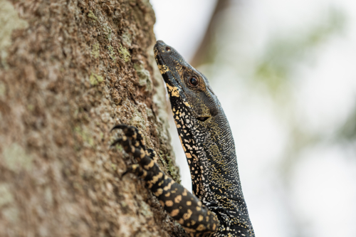Goanna climbing a tree - Australian Stock Image