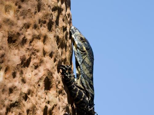 Goanna clinging to a smooth-barked apple tree - Australian Stock Image