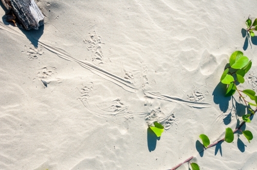Goanna tracks in white beach sand with a plant and a log