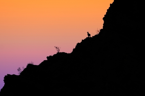 Silhouette of a goat high on a rocky range with pastel sunset backdrop