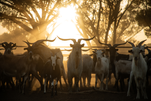 Goat silhouetted again the morning sun - Australian Stock Image