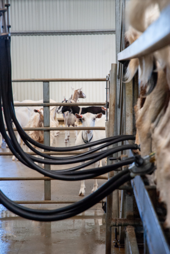 Goats being milked in a milking shed - Australian Stock Image