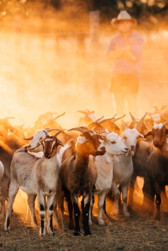Goats in dusty  yards with goat farmer - Australian Stock Image