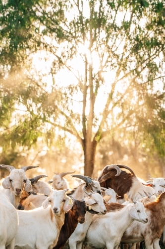 Goats in the yard under a tree in the sunshine