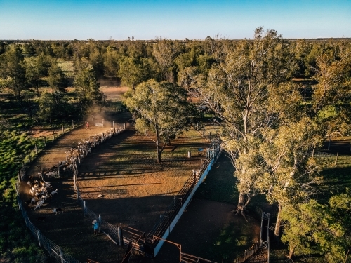 goats walking through yards with trees - Australian Stock Image