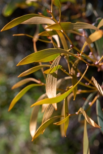 Gold leaves of hakea shrub - Australian Stock Image