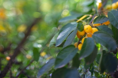 Golden crab apples - Australian Stock Image