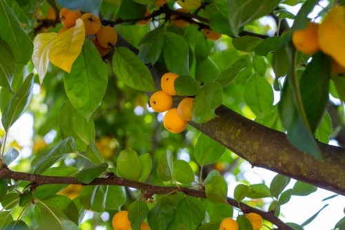 Golden crab apples growing on tree - Australian Stock Image
