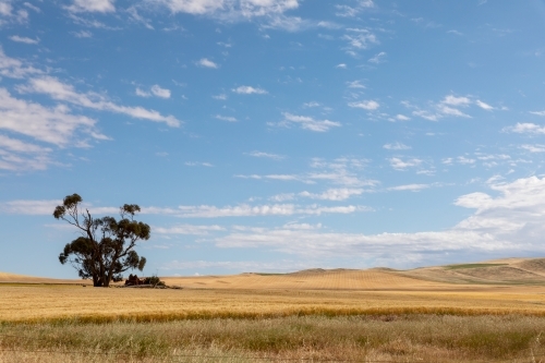 golden crops ready for harvest - Australian Stock Image