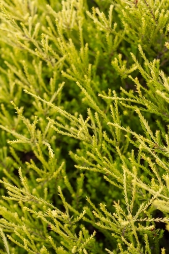 Golden diosma bush - Australian Stock Image