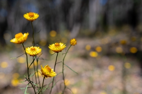 Golden everlasting flowers - Australian Stock Image