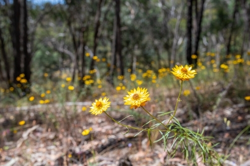 Golden everlasting in woodland - Australian Stock Image