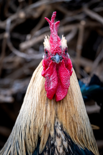 Golden-feathered rooster with bright red comb and wattles. - Australian Stock Image