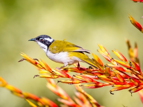 Golden finch perched on red and yellow branch - Australian Stock Image