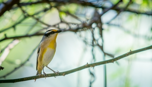 Golden finch sitting on thorny branch