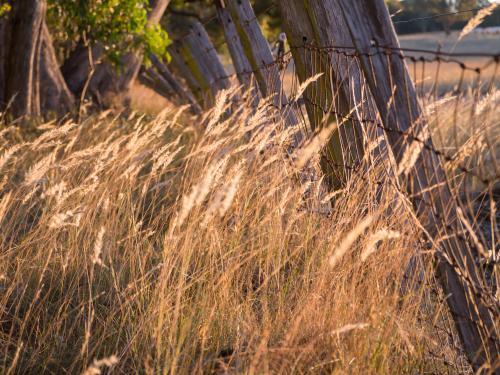 Golden grass seed heads in evening light - Australian Stock Image