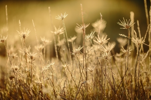 Golden grass with frost - Australian Stock Image