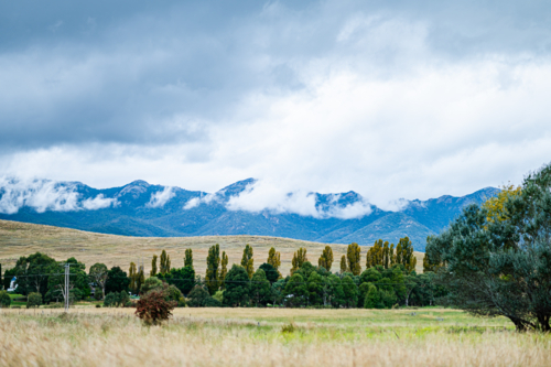 Golden grassy field with tall trees and misty mountains - Australian Stock Image
