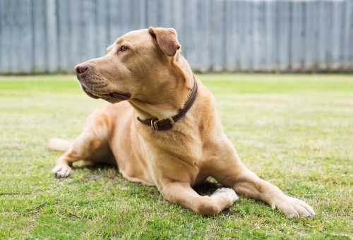 Golden labrador cross posing on grass field - Australian Stock Image