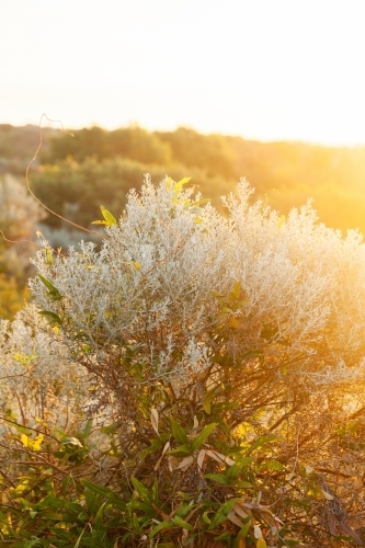 Golden light on coastal bushes and plants - Australian Stock Image