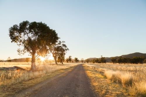 Golden morning sun light shining through trees beside gravel driveway road - Australian Stock Image