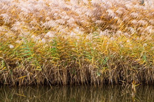 Golden reeds and grasses reflected in still water at the edge of a wetland - Australian Stock Image