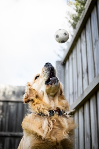 Golden Retriever About to catch a ball