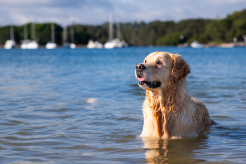 golden retriever dog in the ocean - Australian Stock Image
