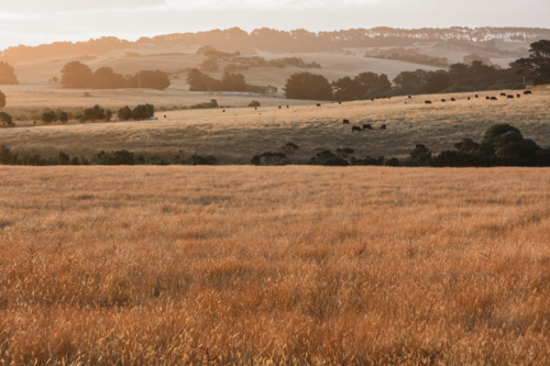 Golden, rolling paddocks at sunset - Australian Stock Image