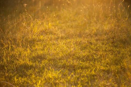 Golden sunlight shining on the grass - Australian Stock Image