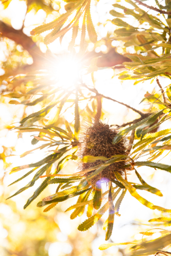 golden sunlight through a banksia tree - Australian Stock Image