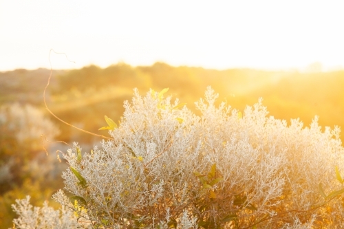 Golden sunlight through coastal bush - Australian Stock Image