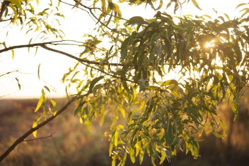 Golden sunrise through gum branches and leaves