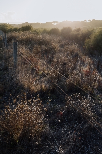 Golden sunset and fence over wild plants and grasses - Australian Stock Image