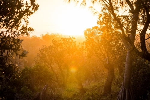 Golden sunset through the coastal trees - Australian Stock Image