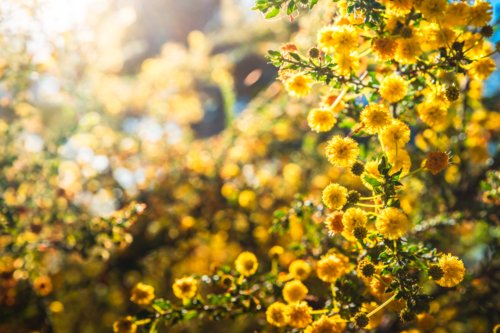 Golden Wattle tree (Acacia pycnantha) blooming during late winter season in August. - Australian Stock Image