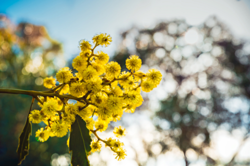 Golden Wattle tree (Acacia pycnantha) blooming during late winter season in August. - Australian Stock Image