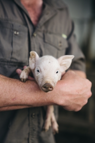 Gorgeous little piglet being held by a farmer