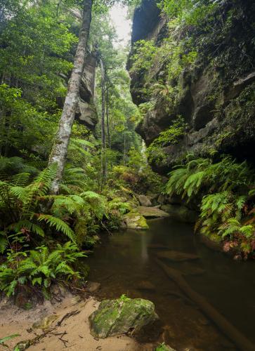 Grand Canyon - Australian Stock Image