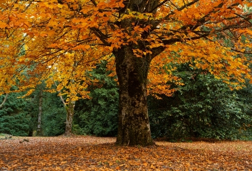Grand old tree dripping in gold leaf in Autumn - Australian Stock Image